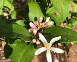 Foto del paso 5 de la receta: Concentrado de limón 🍋 para hacer agua limón 🍋(receta griega)