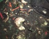 Foto langkah ke 3 dari resep Cumi Hitam Pedas.