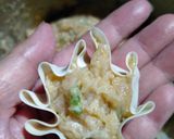Foto langkah ke 3 dari resep Dimsum Ayam Udang.