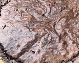 Foto del paso 1 de la receta: Brownie sin manteca y con chocolino🍫