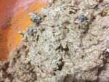 15. Oatmeal Cookies Resep Hotel Bintang 5