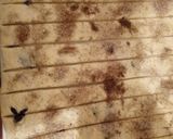 A picture of step 11 of Cinnamon rolls.