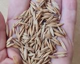 Foto del paso 8 de la receta: Avena fermentada 🌾 Receta básica para preparaciones dulces o saladas 🥣