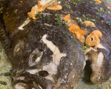 Foto del paso 6 de la receta: Rodaballo al horno en salsa