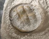 A picture of step 4 of Daal Parantha.
