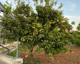 A picture of step 10 of Lemon Syrup.