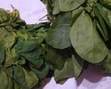 Foto del paso 1 de la receta: Espinacas: corte chiffonade