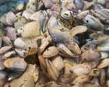 Foto del paso 2 de la receta: Caldo de Lubina con Tallarines