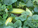 Dưa Bở Dầm Đá