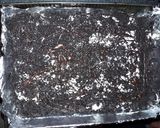 Foto del paso 4 de la receta: Torta oreo borracha