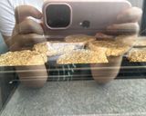 Foto del paso 3 de la receta: Galletas de Avena y plátano