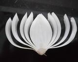 Hình bước làm 5 của món TỈA BÔNG SEN BẰNG HÀNH TÂY