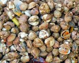 Foto langkah ke 1 dari resep Kerang Dara Saus Tiram.