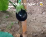 Foto del passaggio 1 della ricetta Polpette di melanzane km zero filanti alla Pugliesefilanti👩‍🍳🏡🦁❤️