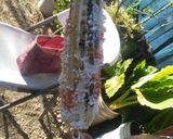 Foto del paso 7 de la receta: Elotes asados con mayonesa hecha en casa 🌽🏡