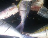 A picture of step 1 of Grilled Kingfish#Authorsmarathon#.