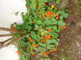 چای گل لادن