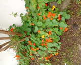 عکس مرحله 2 از دستور چای گل لادن