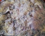 Foto del paso 7 de la receta Lombarda gratinada