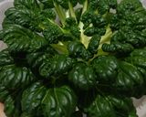 Foto langkah ke 1 dari resep Tatsoi with Garlic Sauce.