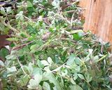 A picture of step 1 of Kenyan traditional vegetables (Saga).