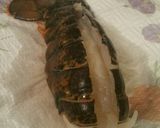 A picture of step 2 of Perfect Lobster!.