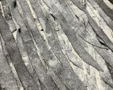 Foto del paso 6 de la receta: Fideos negros (neros 🤌🏻)