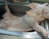 A picture of step 1 of Cochinita Pibil (Yucatán-Style Roast Suckling Pig).
