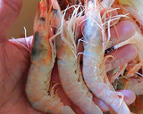 Foto del paso 1 de la receta: Sopa de gambas frescas con marisco congelado