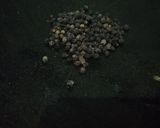Foto langkah ke 1 dari resep Ayam Krispi Lada Hitam.