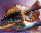 Foto langkah ke 1 dari resep Ikan Patin Bakar (Teflon).