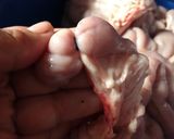 Foto langkah ke 2 dari resep Gulai Perut Sapi Khas Manna Bengkulu Selatan.