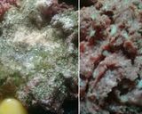 Foto del paso 1 de la receta: Pan de carne relleno 🌻