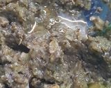 Foto del paso 7 de la receta: Paté de hongos para darle el gusto a mis amigas