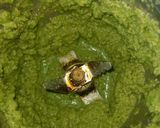 ગ્રીન પુલાવ (Green Pulao Recipe In Gujarati) રેસીપી સ્ટેપ1ફોટો