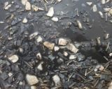 Foto del paso 4 de la receta: Fideuá negra