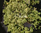 લિલવા કચોરી (Lilva Kachori Recipe In Gujarati) રેસીપી સ્ટેપ4ફોટો