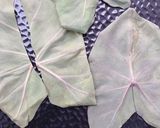 A picture of step 3 of Colocasia Leaves/Patod/Patra/Arbi ke patte.