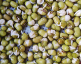 Foto del paso 3 de la receta: Brotes de mungo (mal llamados brotes de soja) 🌱 🫘
