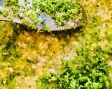Foto del paso 1 de la receta: Tortitas de brócoli con queso