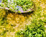 Foto del paso 1 de la receta: Tortitas de brócoli con queso