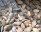 Foto langkah ke 1 dari resep Kerang batik saus padang.