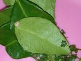 Nasi Liwet Daun Jeruk