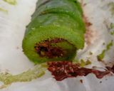 Foto langkah ke 3 dari resep Bolu Gulung Ekonomis Pandan Selai Coklat ala Mbak Erni Apriana.