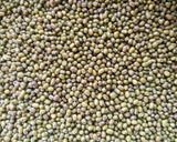 Gambar langkah 1 resipi Filipino Sweet Ginataang Munggo.