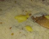 A picture of step 4 of Seffa with Raisins for Suhoor.