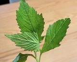 胡麻昭和草的食譜步驟1照片