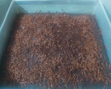 Foto langkah ke 6 dari resep 284. BRONKETEM : Brownies Kukus Ketan Hitam/Item.