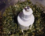 Foto del paso 5 de la receta: Pesto Casero para guardar