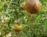 A picture of step 1 of Homemade anaar daana.
